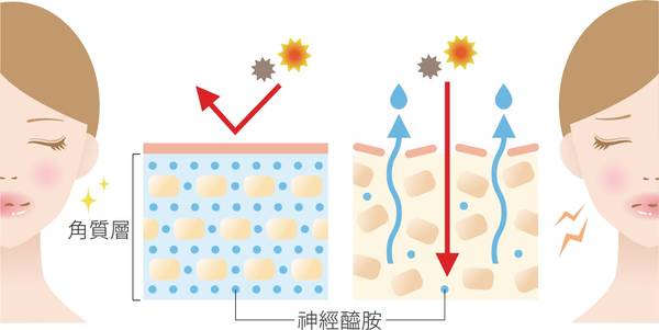 膠原蛋白 肌膚保養 